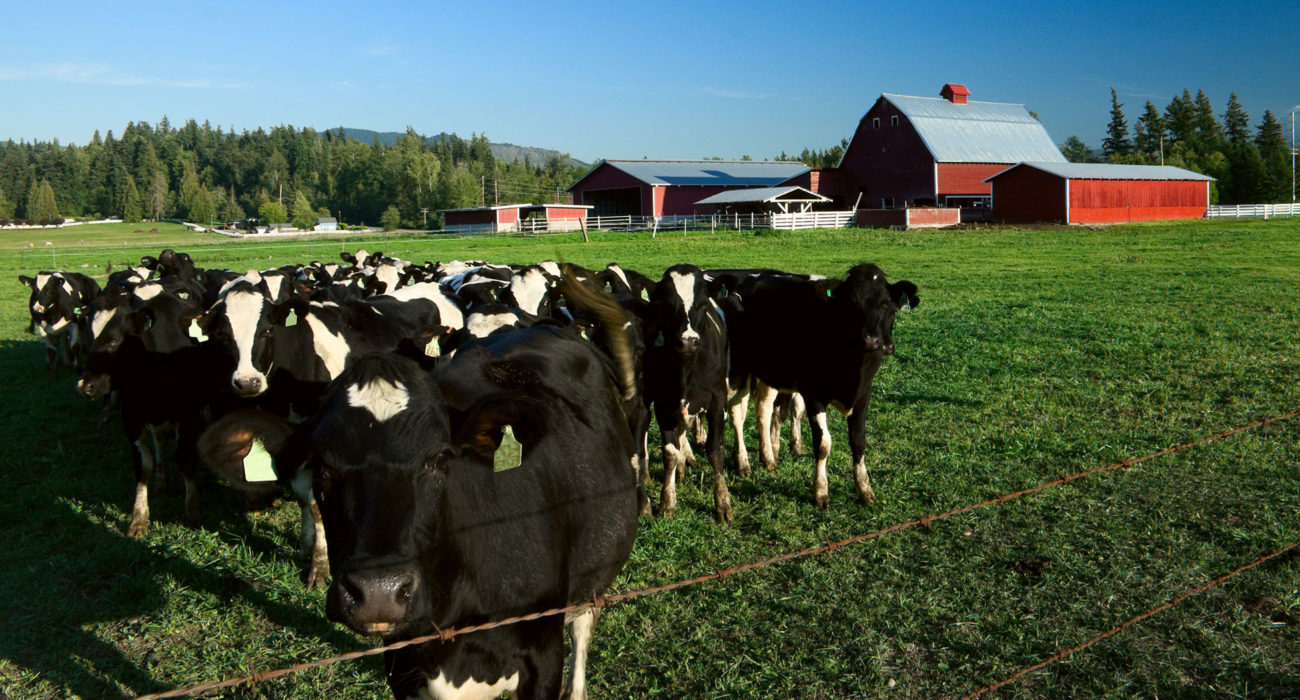 close up of black and white cows in a green pasture with red farm buildings behind