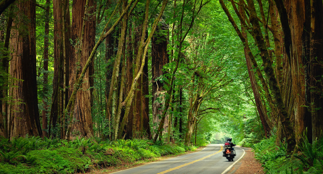 bright green trees surrounding a winding road with a motorcycle carrying two people